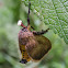 Limacodid Cup Moth