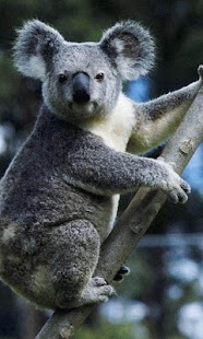 Koala Wallpapers Screenshots 3