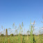 Barnyard Grass