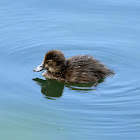 Tufted duck