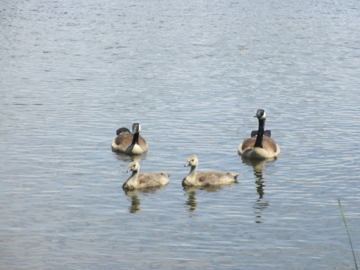 Canada Goose