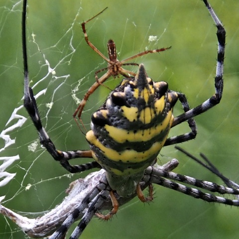 Common Garden Orb Web Spider