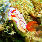 Nudibranch