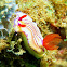 Nudibranch