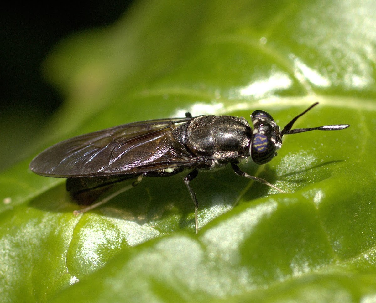 Window-waisted Fly or Black Soldier Fly