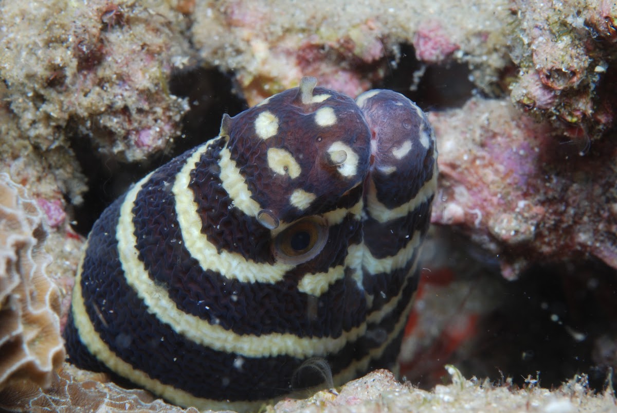 Zebra Moray eel Project Noah