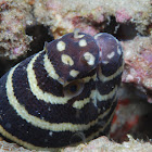 Zebra Moray eel