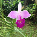 bamboo orchid