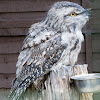 Tawny Frogmouth