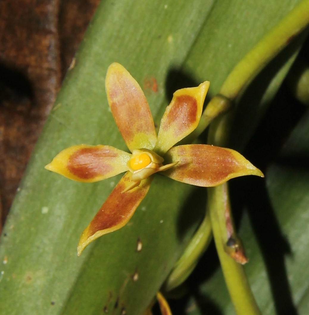 Prosthechea orchid
