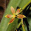 Prosthechea orchid