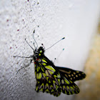 Pierid Butterfly