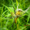 Oval st andrew's cross spider