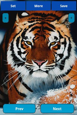 Tiger Wallpapers