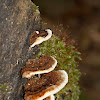 Bracket Fungus