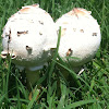 fairy ring mushroom