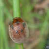 Gum Nut Leaf Beetle