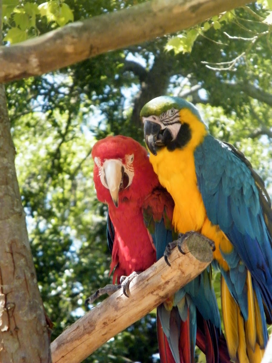 Scarlet & Blue and Yellow Macaw