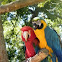 Scarlet & Blue and Yellow Macaw