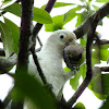 Tanimbar Corella