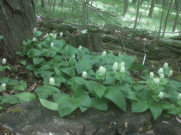 Canada mayflower