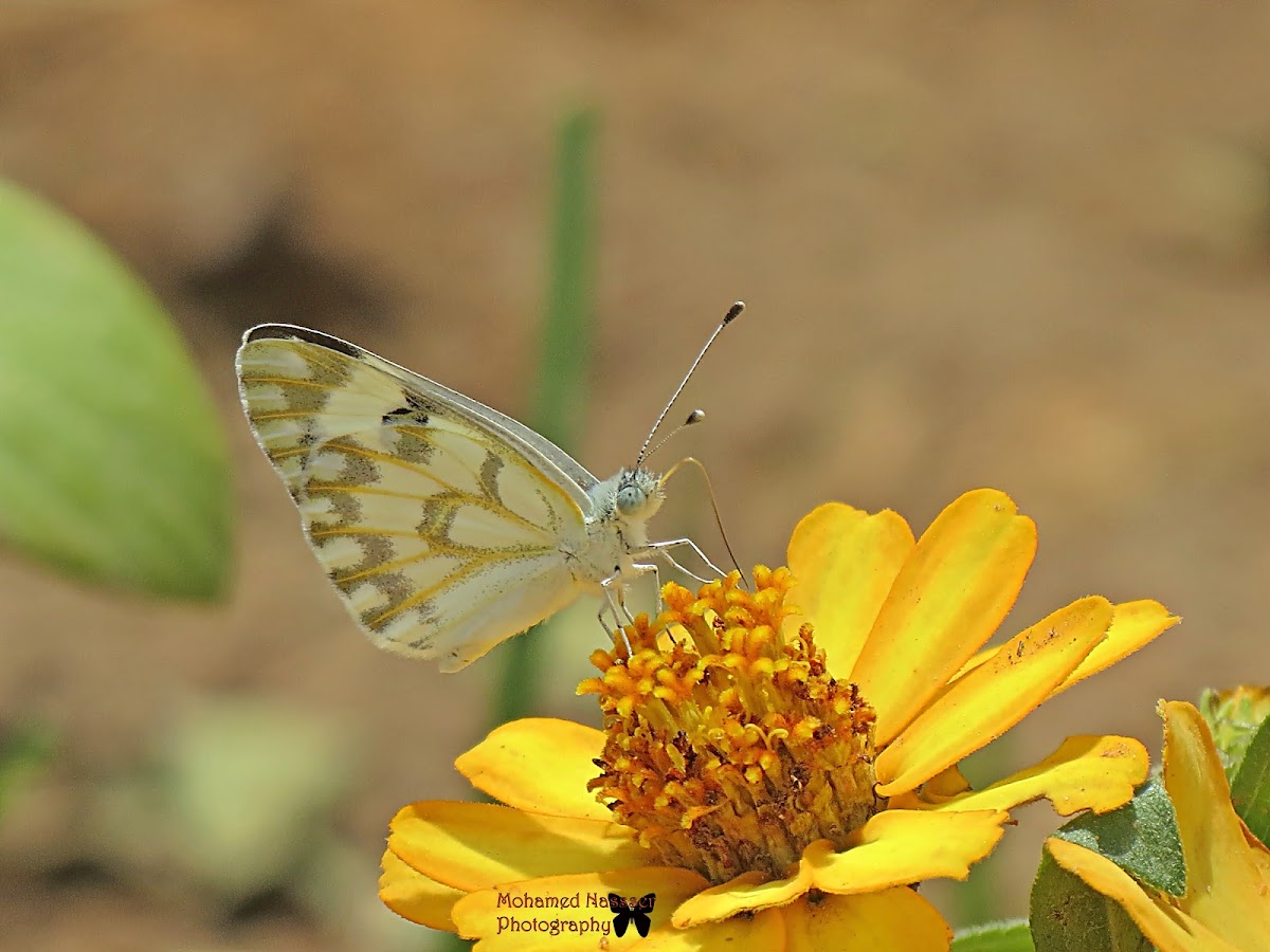 Desert white butterfly