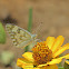 Desert white butterfly