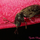 Deathwatch Beetle (male)