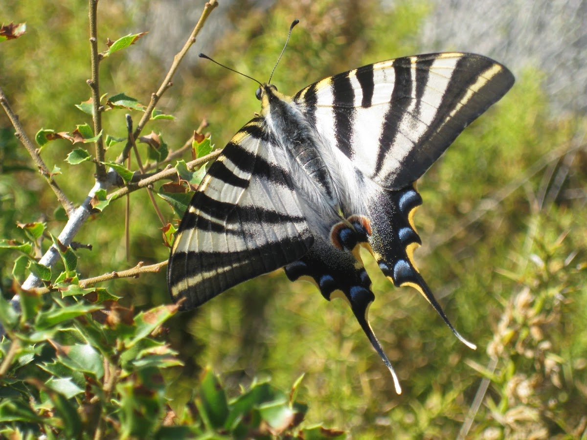 scarce swallowtail; mariposa cebrada