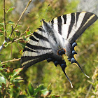 scarce swallowtail; mariposa cebrada