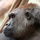 Western Lowland Gorilla