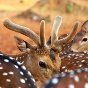 Dear by Evan Ahmed - Animals Other Mammals