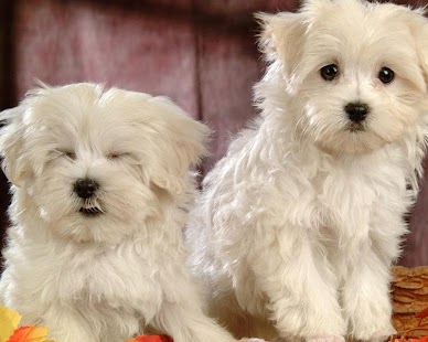 Maltese Wallpapers Screenshots 1
