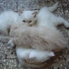 Traditional Persian cats(Doll Faced).