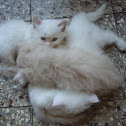 Traditional Persian cats(Doll Faced).