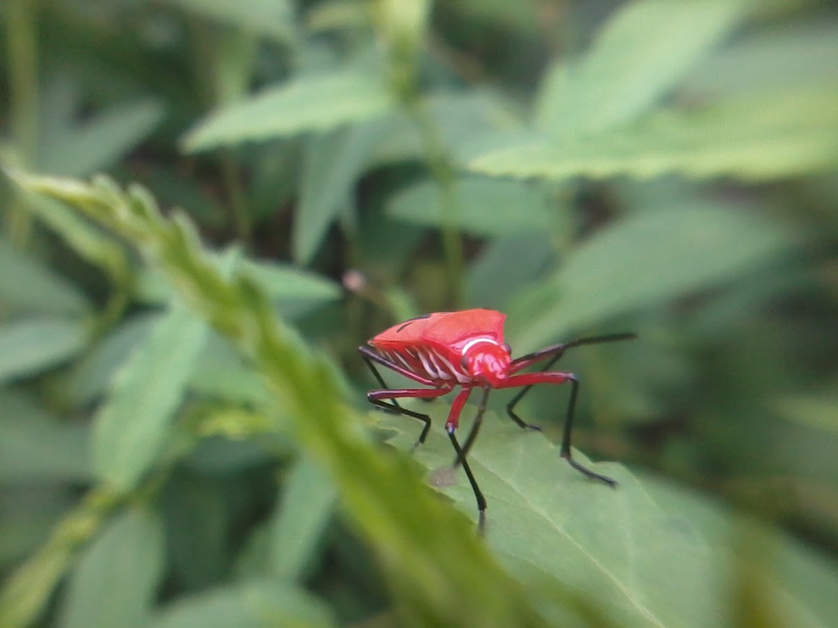 Red cotton bug