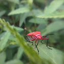 Red cotton bug
