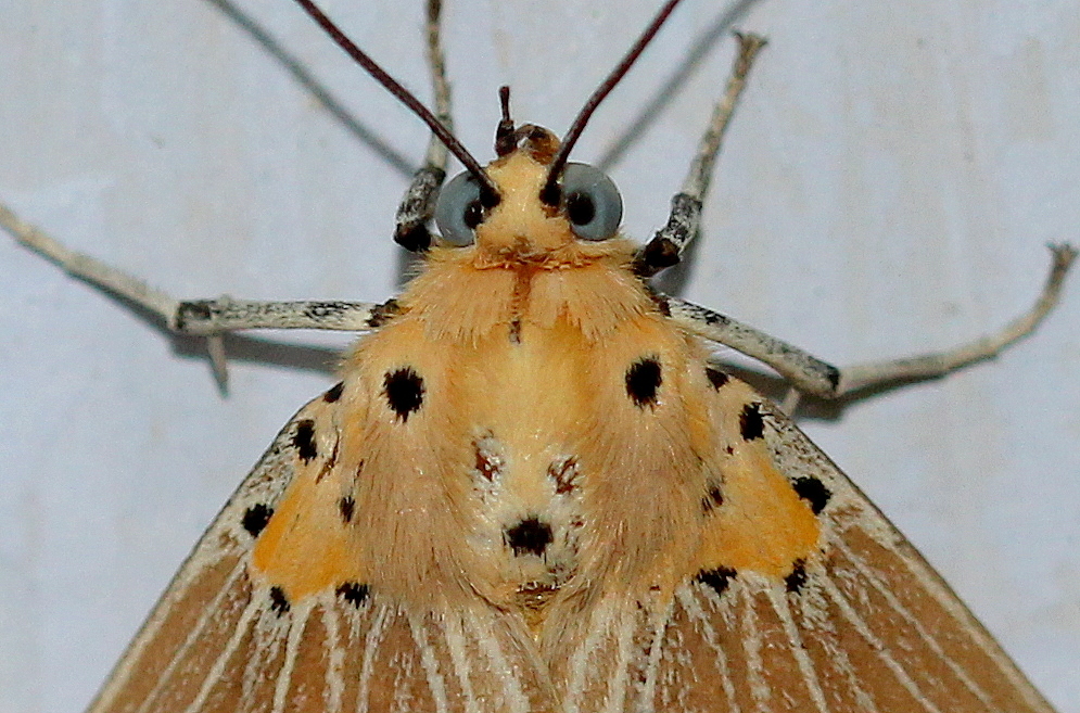 Asota Moth