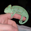 Veiled chameleon