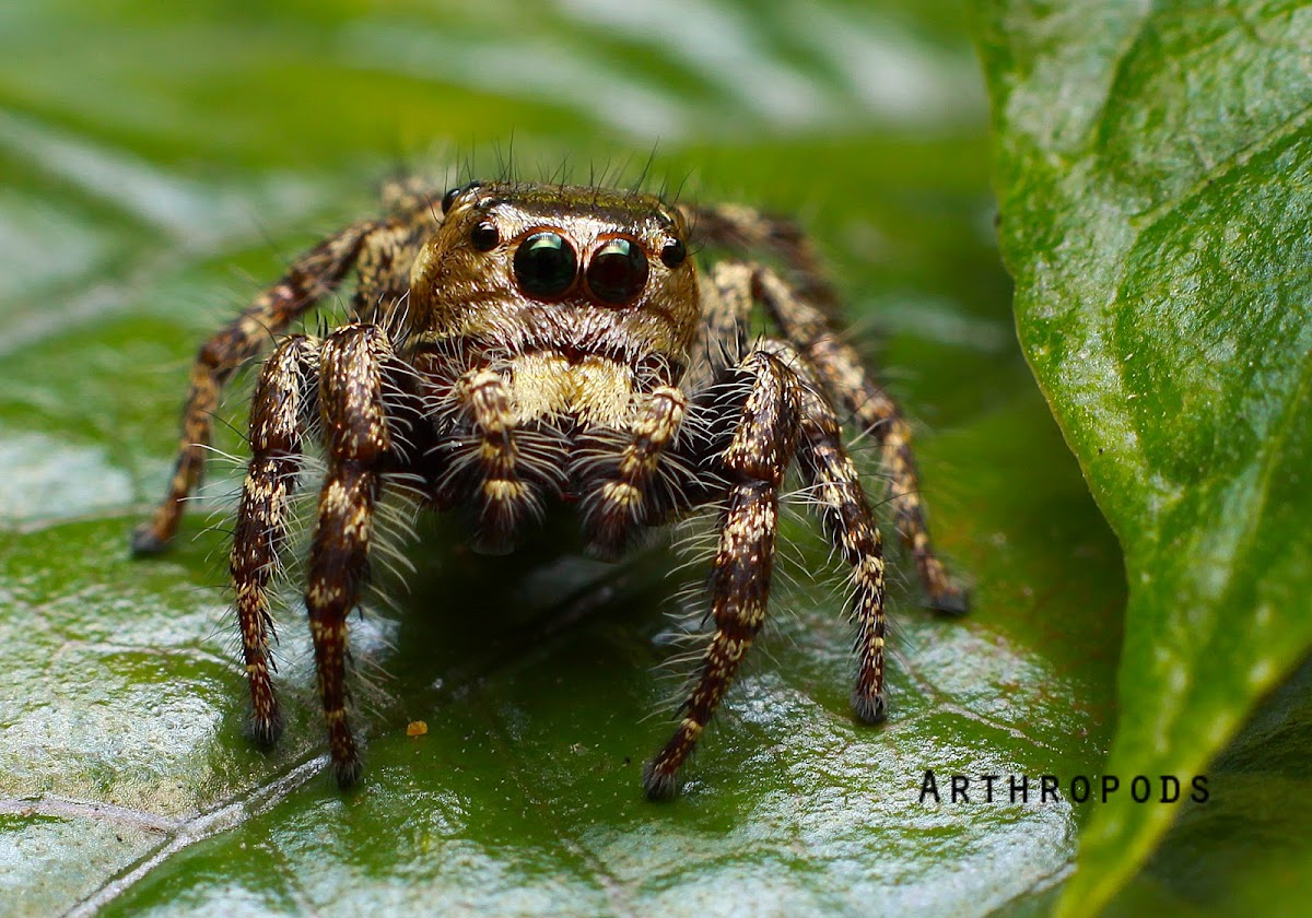 Hyllus Jumping spider (Male)