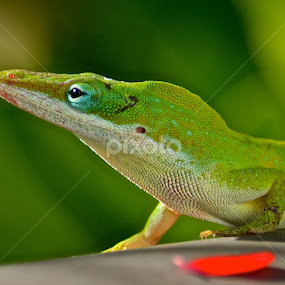 by Silvia Mininni - Animals Reptiles