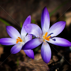 Spring is here by Sara Skog - Flowers Flowers in the Wild