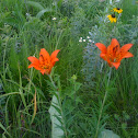 prairie lily