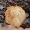 Bearded Tooth Mushroom