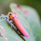 common  red leafhopper