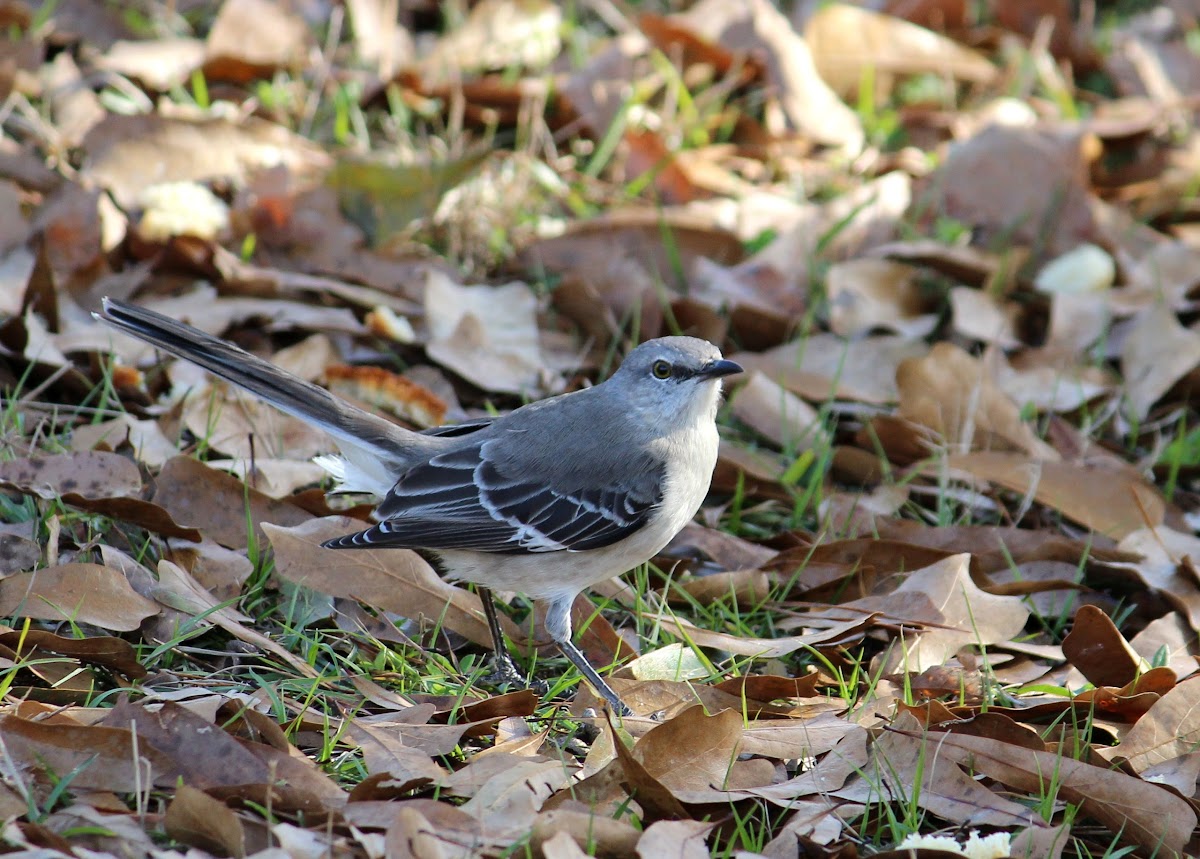 Northern mockingbird