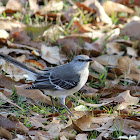 Northern mockingbird