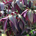 Persian Shield