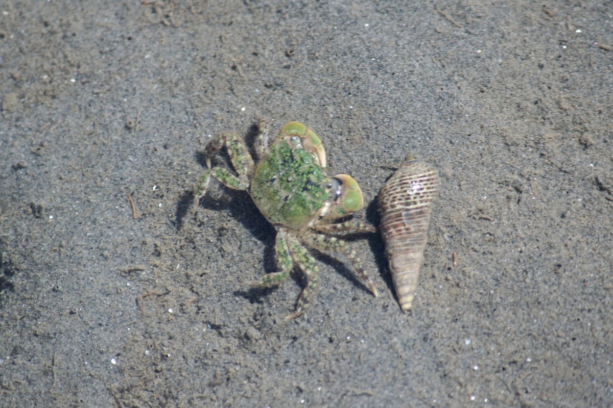 Green Shore Crab