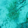 Lacey Scorpionfish